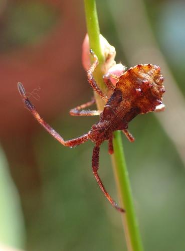 Réf. 245 038 : Coreus marginatus